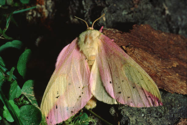 장미 빛 메이플 실크 나방 (드라이오캄파 루비쿤다) - moth silk moth night lepidoptera 뉴스 사진 이미지
