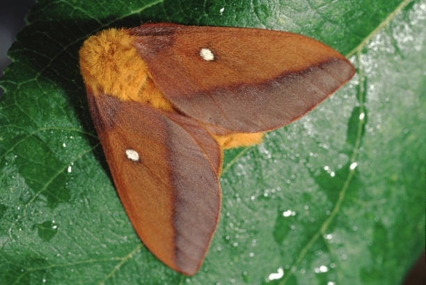 rosa-streifen eichenwurm motte (anisota virginiensis) - moth silk moth night lepidoptera stock-fotos und bilder