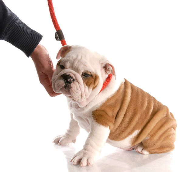 istock english bulldog puppy 118909242
