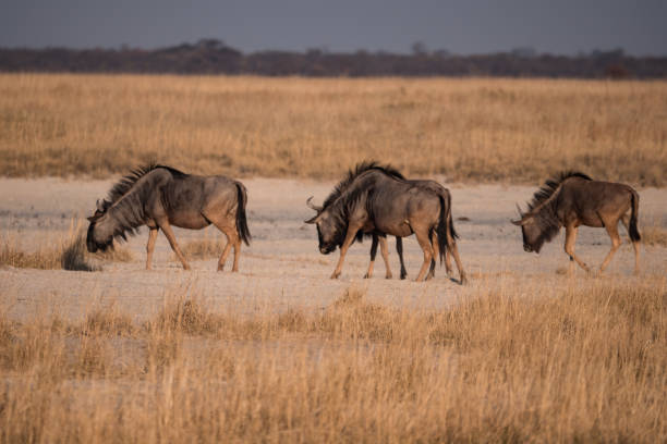 istock Wildebeest in the Makgadikgadi Pans, Botswana 1189092590