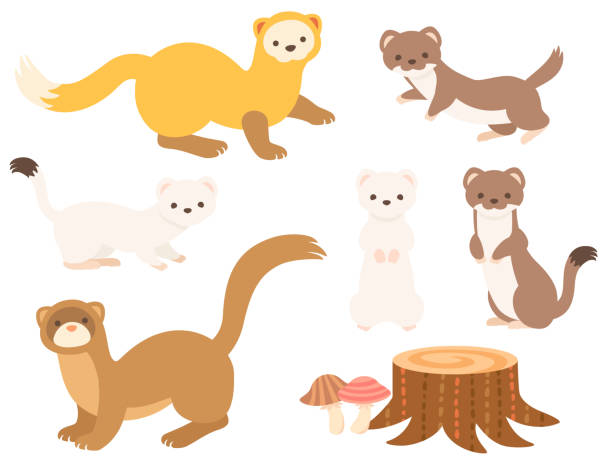 Illustration set of slender small animals (Weasel, Marten, Ermine, Least Weasel) This is an illustration set of slender small animals (Weasel, Marten, Ermine, Least Weasel) and a Stump and mushrooms in Japan. stoat mustela erminea stock illustrations