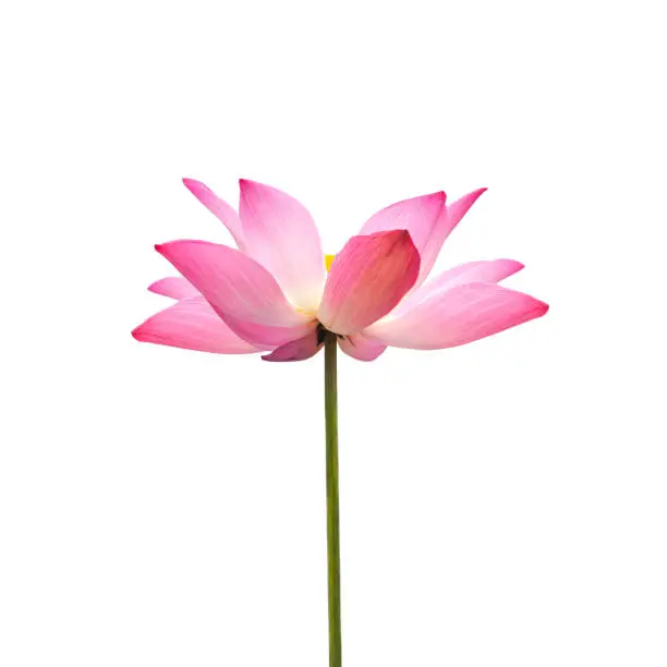 Pink lotus or waterlily flower isolated on white background