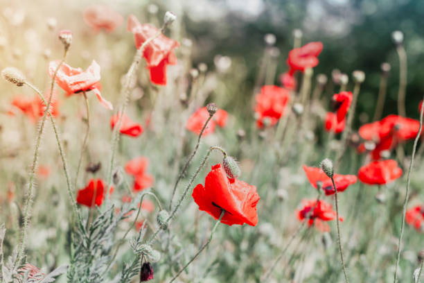 istock Wild scarlet opium poppies flowers 1189093548