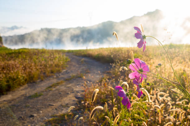 Concept path to success: flowers beside a tough path
