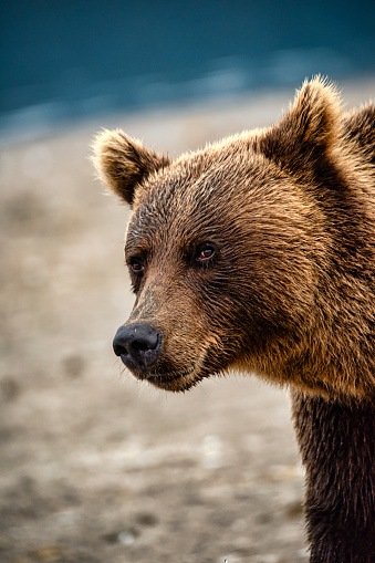 Close-up portrait of a large male Kamchatka brown bear (Ursus arctos beringianus) at the shoreline of Kurile Lake, Kamchatka, Russia.