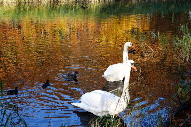 istock Autumn in park Haagse Bos 1189095561