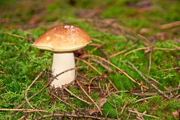 istock Boletus edulis edible mushroom in the forest 1189096694