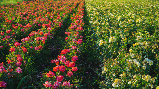 Red and yellow roses field