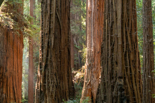 istock Light Through the Forest at Henry Cowell Redwoods State Park 1189097288