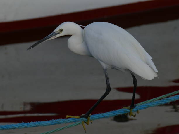 istock The egret, Houmt Souk, Djerba island, Tunisia 1189097476