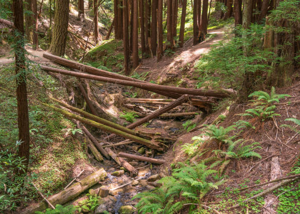 istock Sketchy Log Bridge at Henry Cowell Redwoods State Park 1189097602