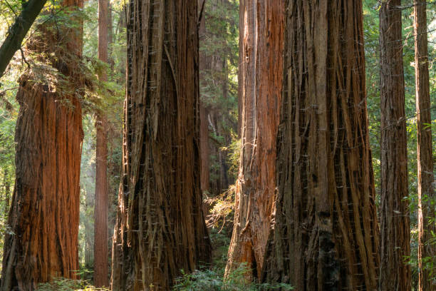 istock Light Through the Forest at Henry Cowell Redwoods State Park 1189101268
