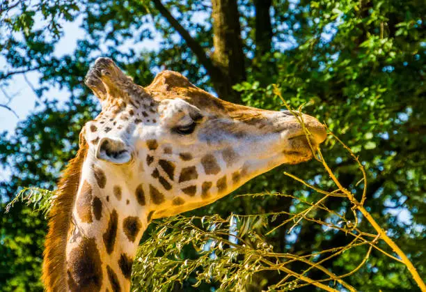 Photo of rothschild's giraffe with its face in closeup eating the leaves from a tree branch, Endangered animal specie from Africa