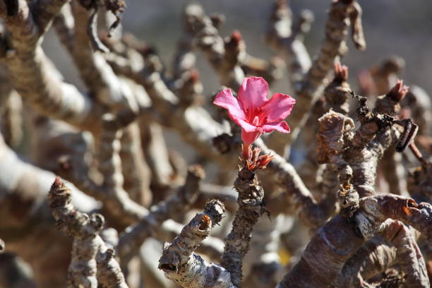 Bottle tree in flower - endemic of Socotra Island Bottle tree - adenium obesum – endemic tree of Socotra Island baobab flower stock pictures, royalty-free photos & images