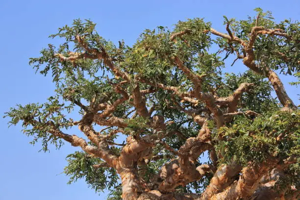 Mountains of Socotra island – Frankincense (or Boswellia) tree on foregroundMountains of Socotra island – Frankincense (or Boswellia) tree on foreground