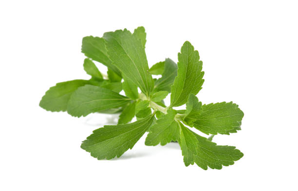 istock Stevia rebaudiana plant isolated on white background 1189101989