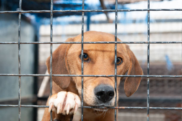 istock Dog behind a iron fence 1189102871