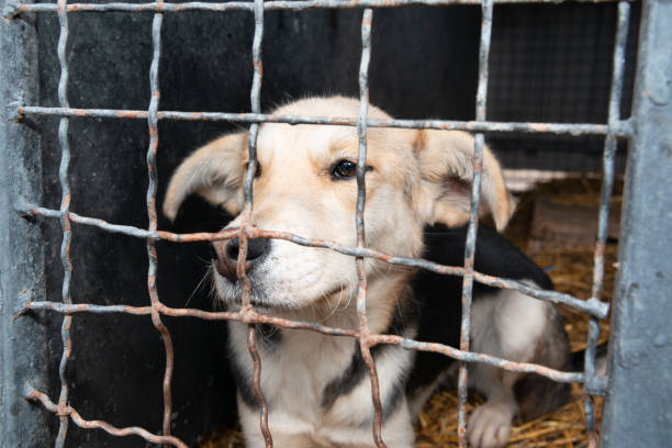 istock Dog behind a iron fence 1189103170