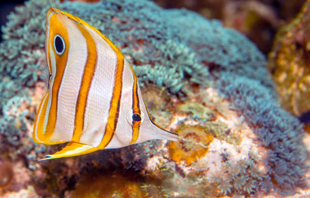 pez mariposa de banda de cobre (chelmon rostratus) - copperband butterflyfish fotografías e imágenes de stock