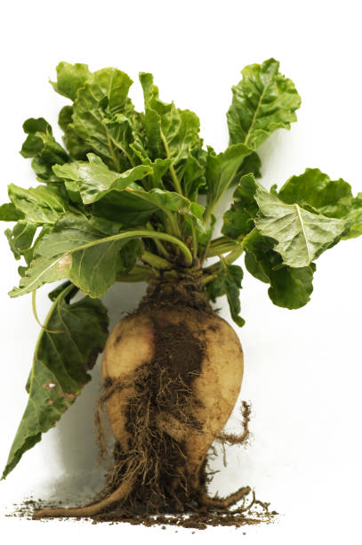 istock Sugar beet beta vulgaris exposed on white background 1189103429
