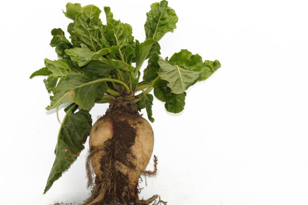 istock Sugar beet beta vulgaris exposed on white background 1189103444