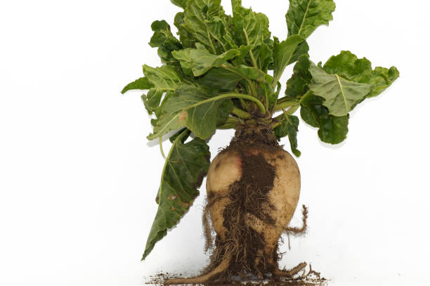 istock Sugar beet beta vulgaris exposed on white background 1189103445