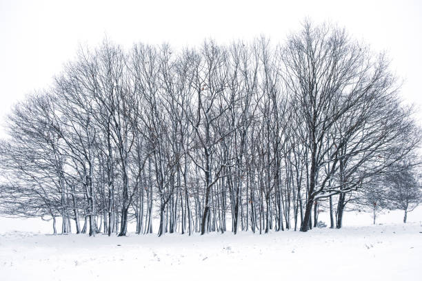 istock Snowy winter landscape during a cold winter day with fresh snowfall 1189104826