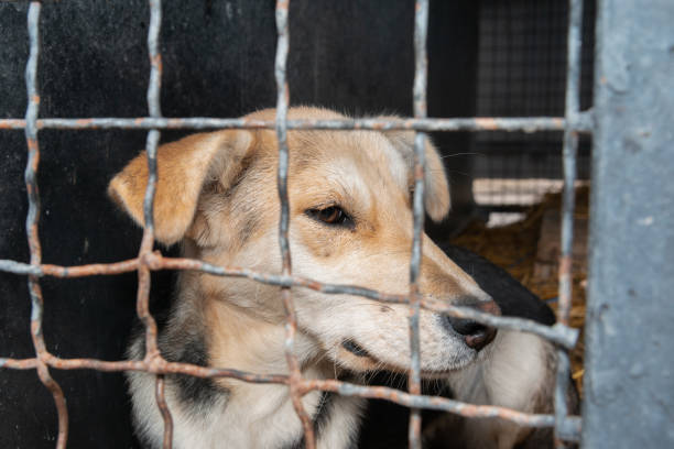 istock Dog behind a iron fence 1189105160
