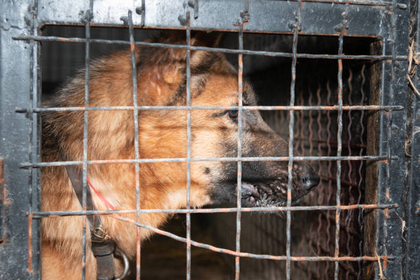 istock Dog behind a iron fence 1189105685