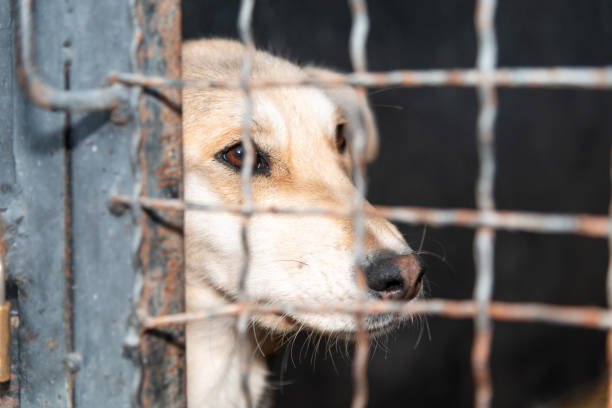 istock Dog behind a iron fence 1189106174