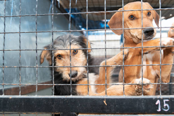 istock Dog behind a iron fence 1189107103