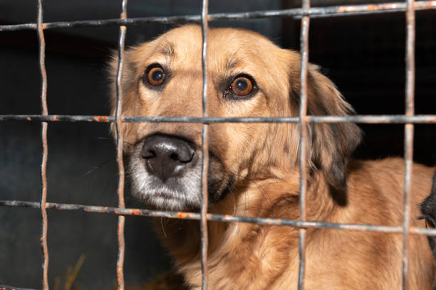 istock Dog behind a iron fence 1189107226