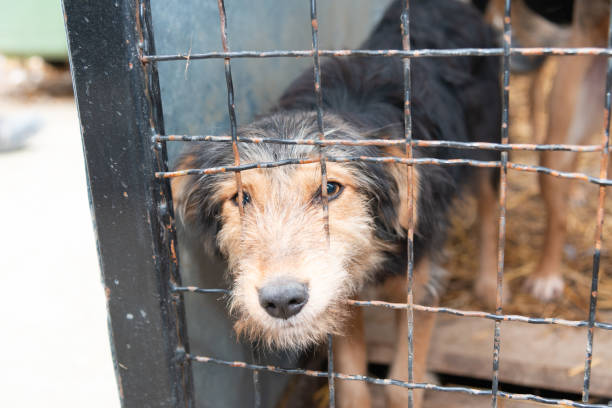 istock Dog behind a iron fence 1189107230