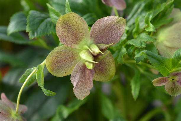 istock Lenten rose Viv Victoria 1189107298