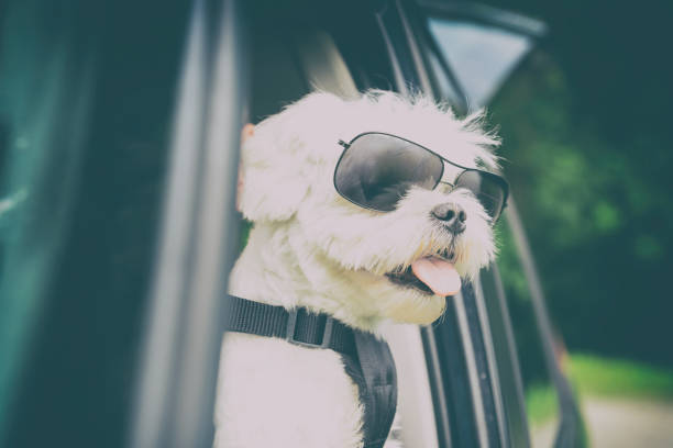 istock Dog traveling in a car 1189107535