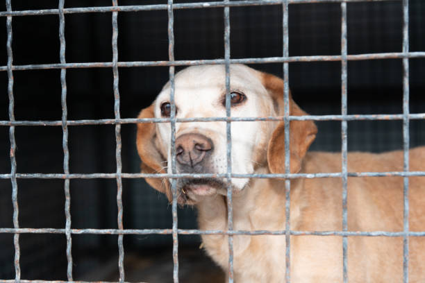 istock Dog behind a iron fence 1189107641