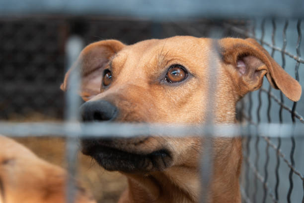 istock Dog behind a iron fence 1189107975
