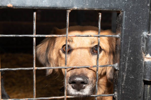 istock Dog behind a iron fence 1189108146