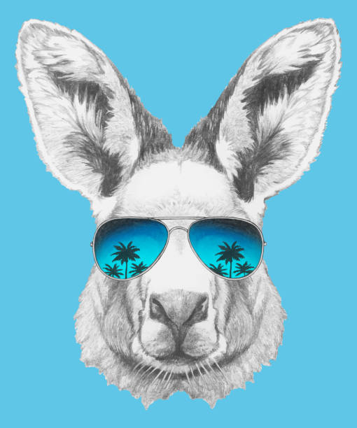 ilustraciones, imágenes clip art, dibujos animados e iconos de stock de retrato de canguro con gafas de sol. ilustración dibujada a mano. elementos aislados vectoriales. - kangaroo animal humor fun