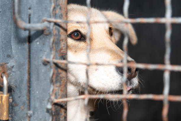 istock Dog behind a iron fence 1189108952