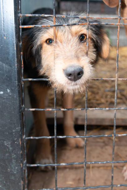 istock Dog behind a iron fence 1189108957