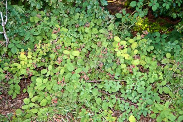 istock Unripe and ripe blackberries on a bush. 1189109001