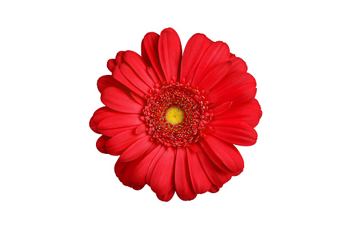 One red gerbera flower on white background isolated close up, orange gerber flower, scarlet daisy head top view, romantic greeting card decoration, decorative design element, botanical floral pattern