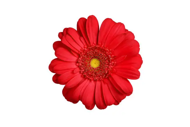 One red gerbera flower on white background isolated close up, orange gerber flower, scarlet daisy head top view, romantic greeting card decoration, decorative design element, botanical floral pattern