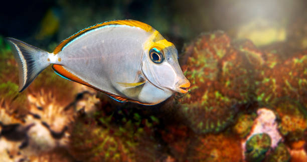 istock Tropical Fish Nose Tang (Naso lituratus) 1189109339
