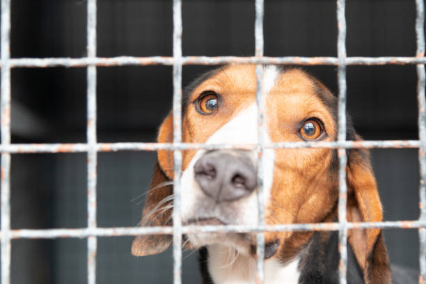istock Dog behind a iron fence 1189109350