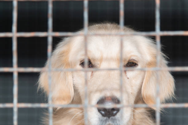 istock Dog behind a iron fence 1189109353