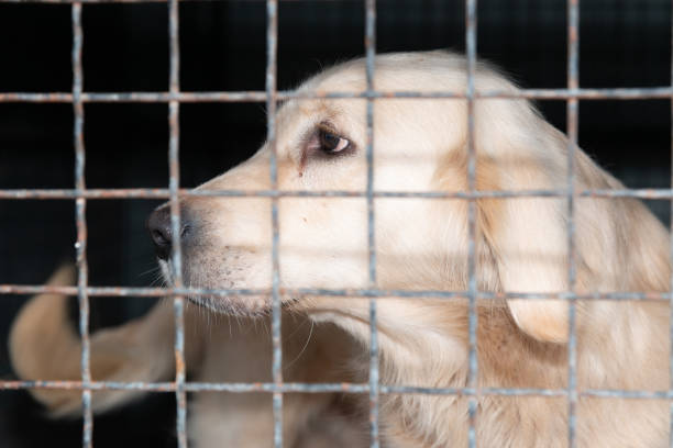 istock Dog behind a iron fence 1189109631