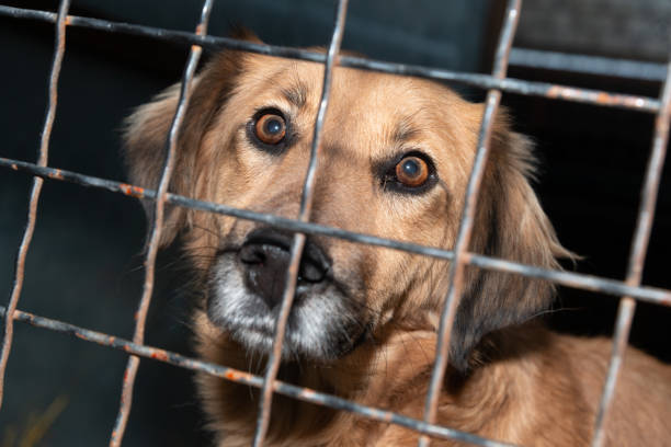 istock Dog behind a iron fence 1189109632
