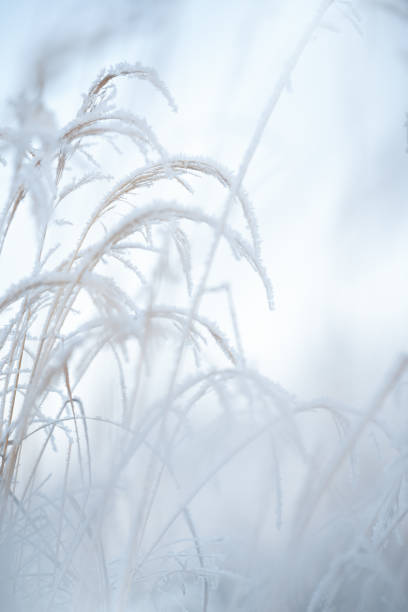 Plants covered in snow